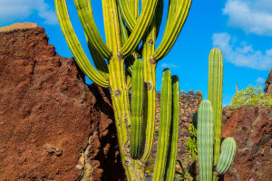 Cactus Propagation