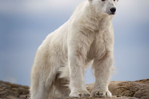 Polar Bears
