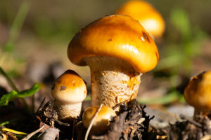 Wild Gastronomic Tales