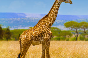 Giraffe Guardians
