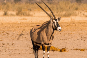 Horns of Power