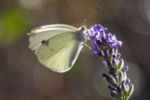 Graceful Metamorphosis