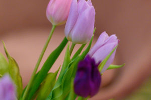 Tulip