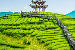 Tea: A Cultural Elixir