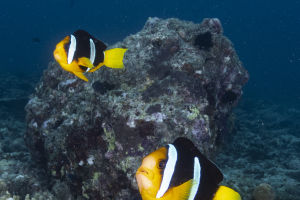 Deep Sea Mysteries