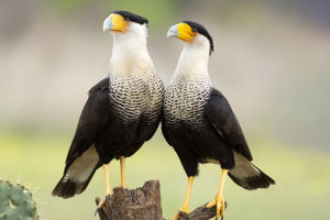 King of the Sky