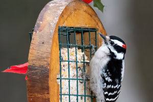 Nature's Artist