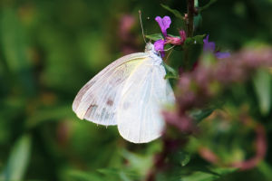 Butterfly Memory