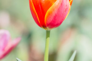 Blossoming Splendor