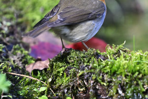 Musical Bird