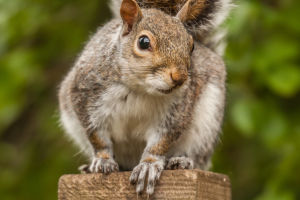 Amazing Squirrel