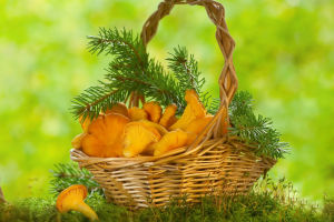 A Guide To Picking Mushrooms