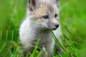 Fox Tactics