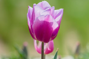 Tulips Unveiled