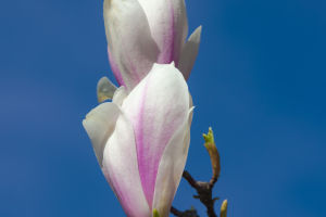 Messenger of Spring