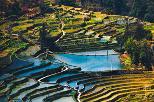 Terracing and Planting