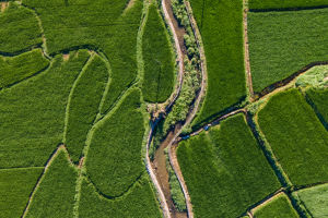 Rhythms of the Paddy