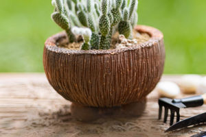 From Prickly to Pretty