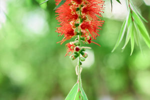 Scarlet Splendor