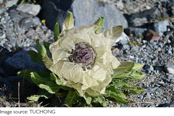 Mysterious White Lotus