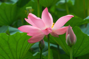 Lotus Plants