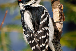 Nature's Rhythmic Artisans