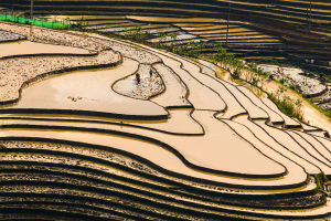 Dutch Agriculture