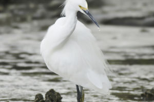 Egret Description
