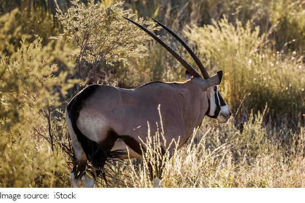 Gemsbok Afrika Selatan