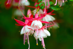 Flourishing Fuchsias