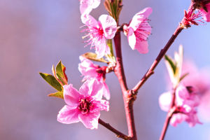 Peach Blossom Maintenance