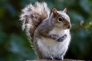 Description of Squirrels