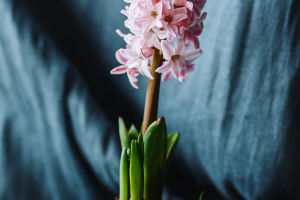 Fragrant Tales
