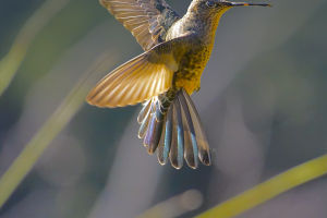 Hummingbird Evolution