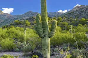 Cactus Wonders