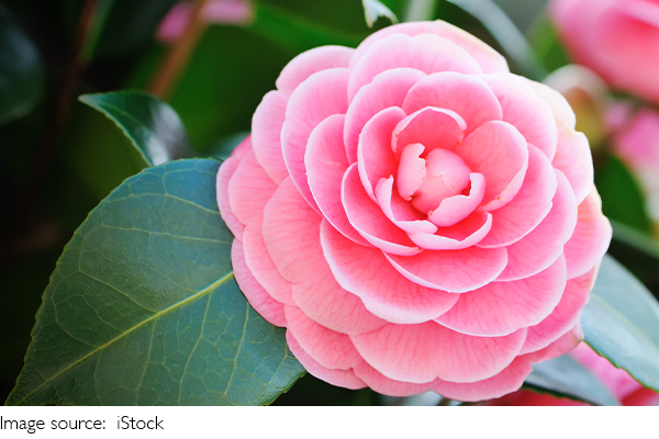 Camellias éclatants
