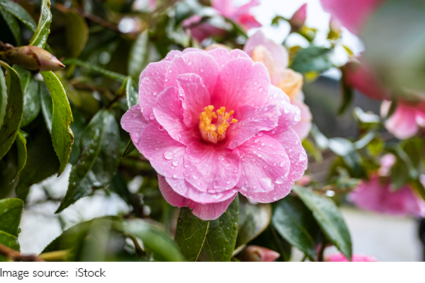 Camellias éclatants