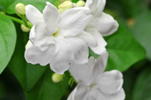 Fragrance and Benefits