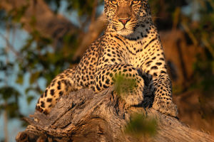 Leopard Diversity Dynamics