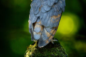 Owl Brain Insights