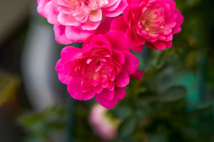 Rosa Chinensis Care
