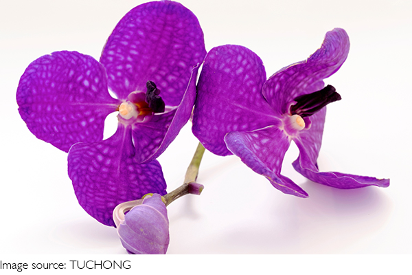 Sauver une orchidée