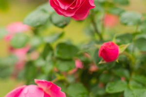Winter Wonderland Roses