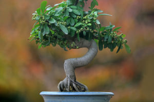 Art of Bonsai