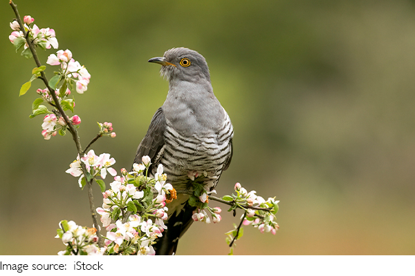 Pássaro rápido e curioso