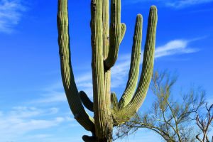 Cactus Evolutionary Defense