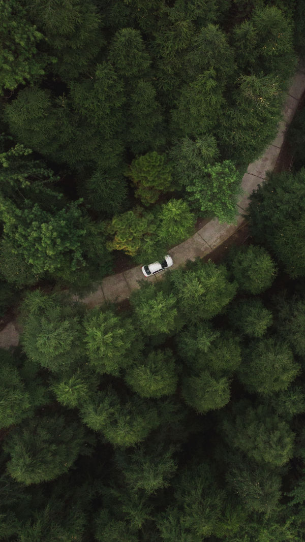 Forest Tourism Safety