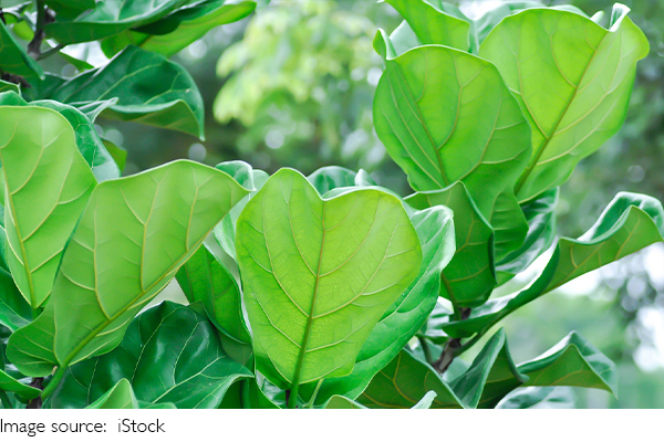 Les secrets des feuilles