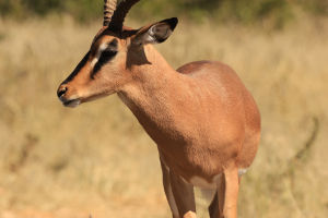 Impala's Survival Skills