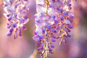 Wisteria